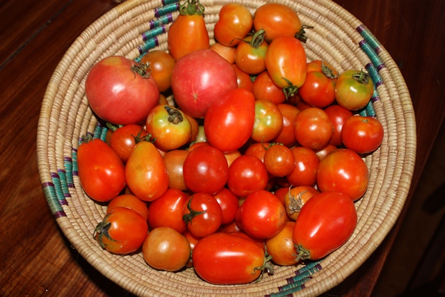 tomatoes, bruschetta, jason to shamba 001.jpgedit